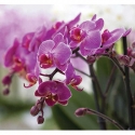 Orchidėja 2 ER-014