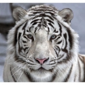 Baltas tigras ER-034