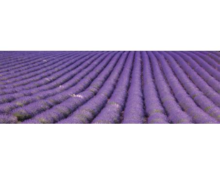 KI-029 Lavender field