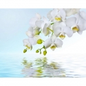 Baltos orchidėjos