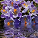 Violetinė crocuses