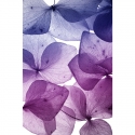 Violetinės žiedlapės