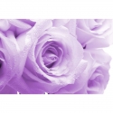 Violetinės rožės