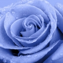 Mėlyna rožė