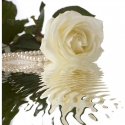 Rožė su perlais