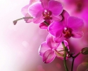 Rožinė orchidėja