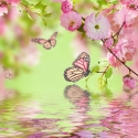 Sakura ir drugelis
