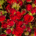 Ryškios raudonos rožės
