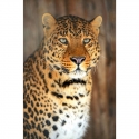 Leopardo žvilgsnis