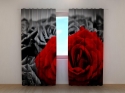 Photo curtains Red Rose on Black and White