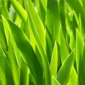 Žalia lapija
