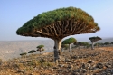 Medis Sokotros saloje, Jemene 