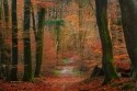 Kelias rudens miške 