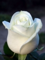 Balta rožė  