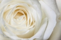 Balta rožė  