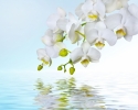 Baltosios orchidėjos 