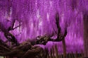 Milžiniškas purpurinis medis 