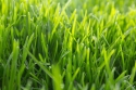 Žalia žolė 