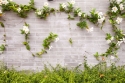 Plytų siena su gėlėmis 