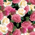 Rožinės baltos rožės 