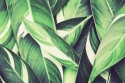 Tropiniai žali lapai 