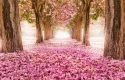 Rožinių gėlių medžių tunelis 