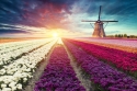 Tulpės Nyderlanduose 