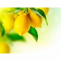 Prinokę citrinos