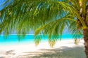 Palmė paplūdimyje 