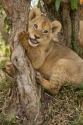 liūto jauniklis 