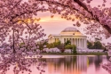 Vašingtono vyšnių žiedų sezonas 