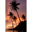 Palmės medžiai saulėlydžio metu