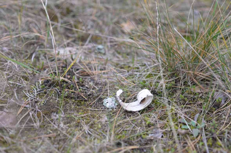 Фотообои Березовая кора 